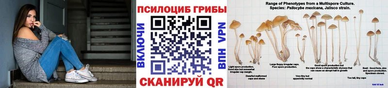 Купить закладки  Углегорск  Псилоцибиновые грибы Psilocybine cubensis 